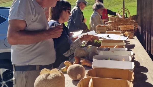 Le Pays d’Enhaut a une nouvelle contrôleuse de champignons
